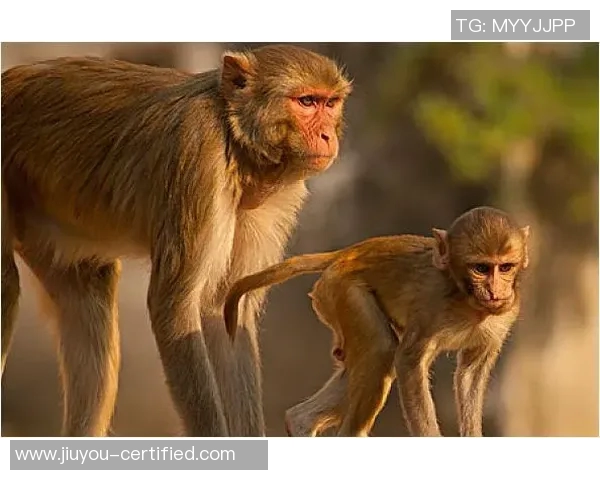 姚明接受采访谈篮协未来发展及中国篮球新战略